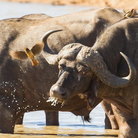 Ximongwe River Camp - Crocodile Cottage Balule Game Reserve Exterior foto