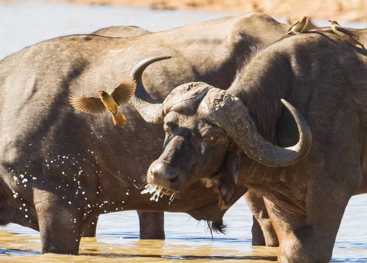 Ximongwe River Camp - Crocodile Cottage Balule Game Reserve Exterior foto