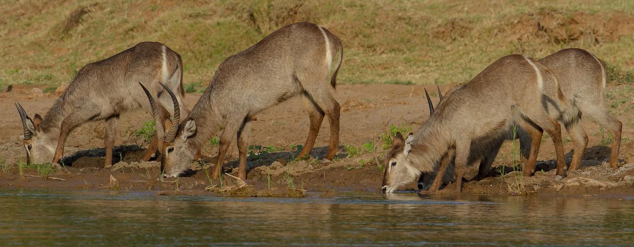 Ximongwe River Camp - Crocodile Cottage Balule Game Reserve Exterior foto