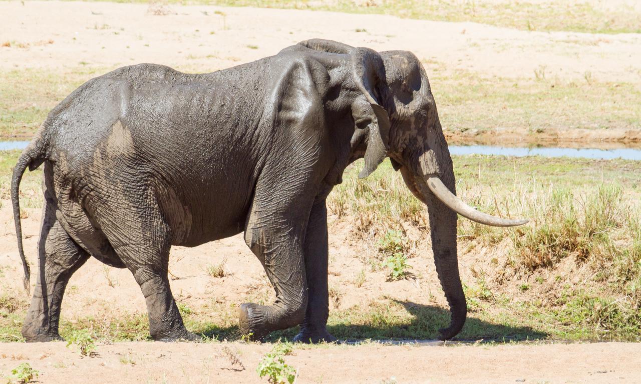 Ximongwe River Camp - Crocodile Cottage Balule Game Reserve Exterior foto