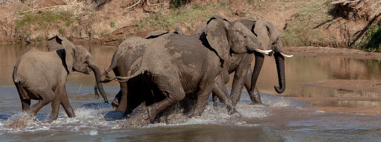 Ximongwe River Camp - Crocodile Cottage Balule Game Reserve Exterior foto