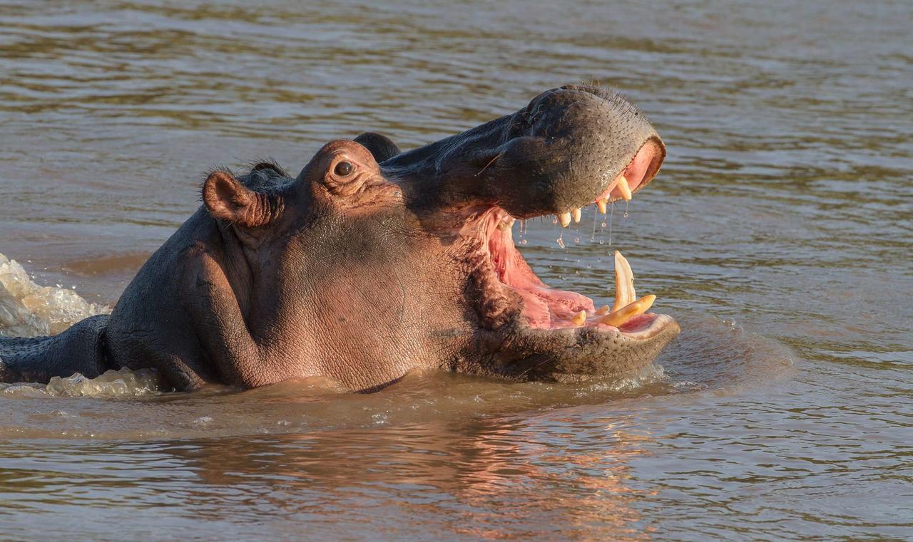 Ximongwe River Camp - Crocodile Cottage Balule Game Reserve Exterior foto