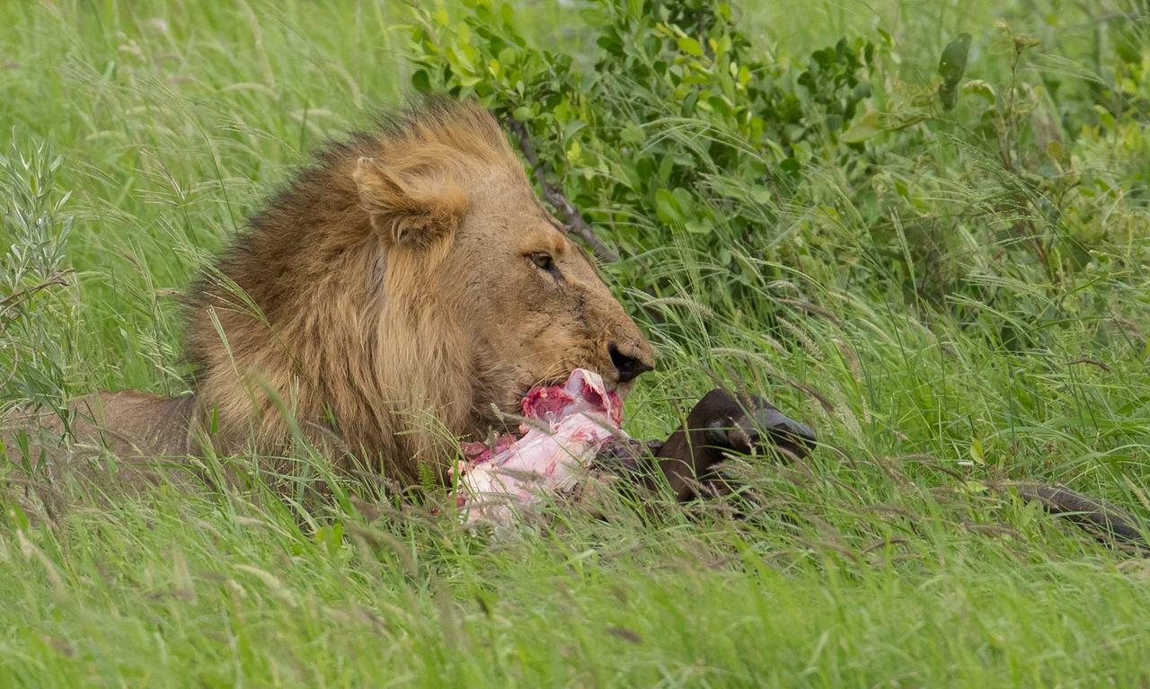 Ximongwe River Camp - Crocodile Cottage Balule Game Reserve Exterior foto