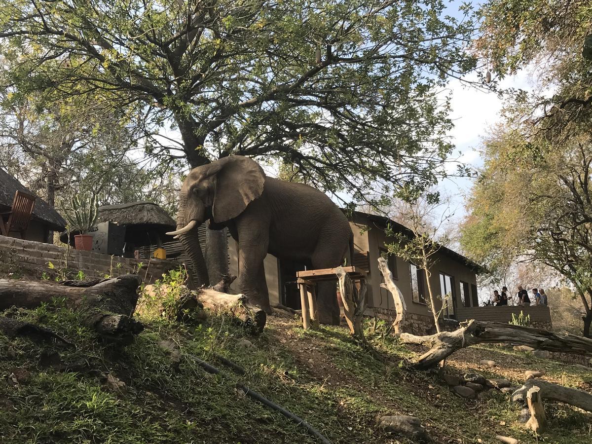 Ximongwe River Camp - Crocodile Cottage Balule Game Reserve Exterior foto